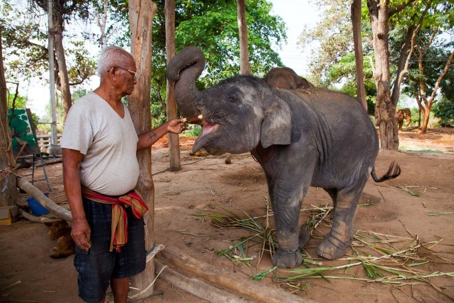Ban Taklang Elephant Village Surin 1