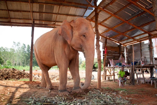Ban Taklang Elephant Village Surin 2