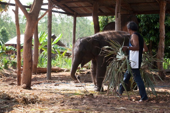 Ban Taklang Elephant Village Surin 3