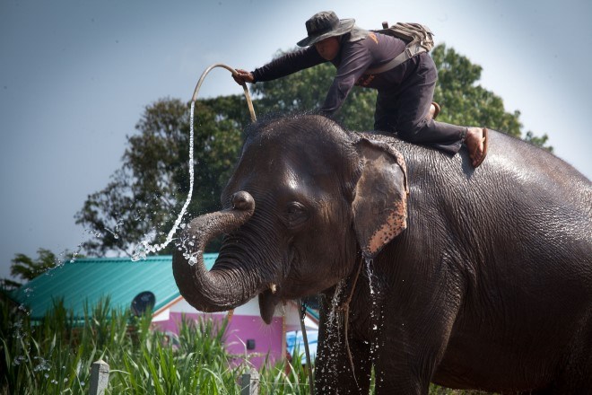 Ban Taklang Elephant Village Surin 4