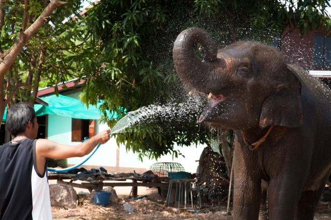 Ban Taklang Elephant Village Surin 5