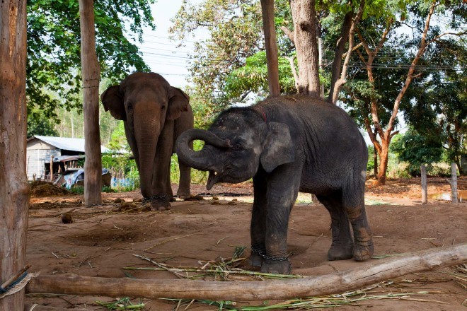 Ban Taklang Elephant Village Surin 6