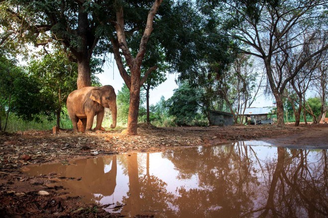 Ban Taklang Elephant Village Surin 7