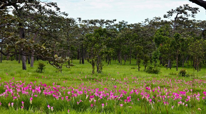 Thailand invites the world to enjoy the glorious tulips of Chaiyaphum 2
