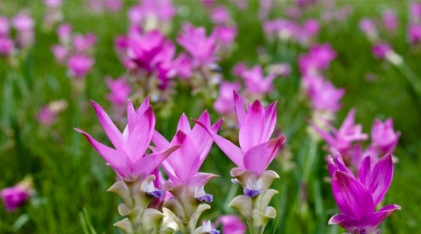 Tailandia invita al mundo a disfrutar de los gloriosos tulipanes de Chaiyaphum