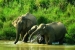Wild elephant numbers rising, major rhino horn seizure